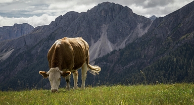 Probiyotikler, Sığırlarda Solunum Yolu Hastalıklarını Önleyebilir mi?