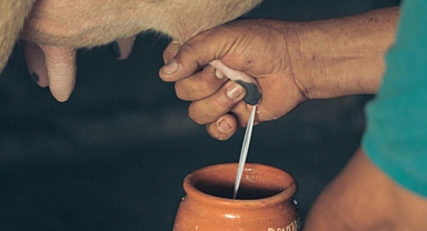 Sıcak Havalarda Süt Verimi Nasıl Artar? Nor-Grape® BP-O Takviyesi ile +1,8 kg Günlük Süt Üretimi Sağlandı!