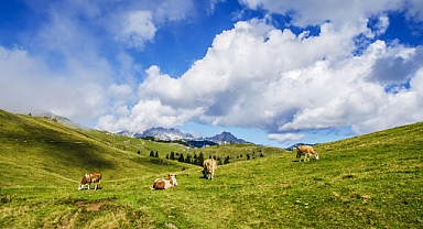 Süt sığırlarında ısı stresi: Çiftlikte uygulanabilir çözümler ve yeni izleme teknolojileri