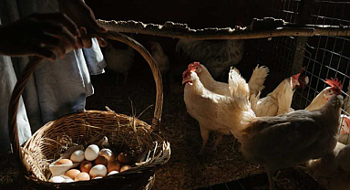 Tavuk Nasıl ve Kaç Günde Yumurtlar? Yumurtlama Süreci ve Verimini Artırmanın Yolları Nelerdir?