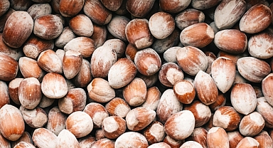 TMO 2025–2026 Fındık Alım Fiyatlarını Açıkladı: Giresun Kalite 200 TL, Levant Kalite 195 TL!