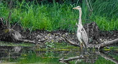 Yayla Tarımında Dijital Dönüşüm Başladı: SRUC, 3 Milyon Sterlinlik AB Projesine Katılıyor