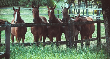Yaz aylarında atınızın diyetine ne kadar tuz eklemelisiniz?