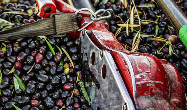 Zeytin Toplama Makinesi Nasıl Çalışır ve Nasıl Kullanılır?
