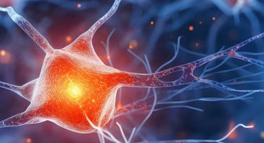 Beyin Nasıl Öğrenir? Yeni Araştırma Beklenmedik Bulgular Ortaya Koyuyor