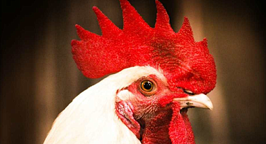 Broiler Tavuk Nedir? Özellikleri ve Yetiştiriciliği Nasıl Yapılır?
