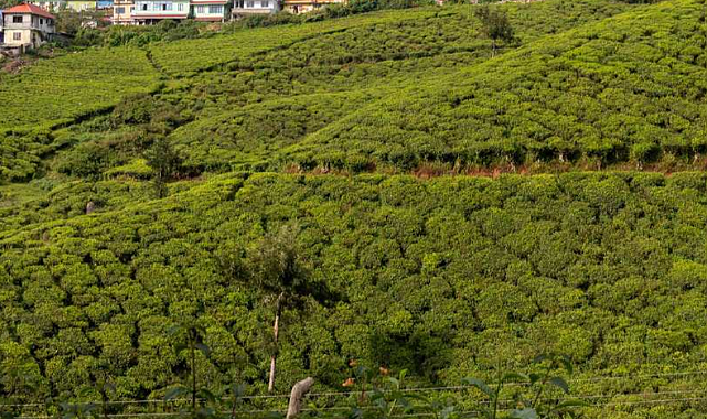 Çay Yetiştiriciliği Nasıl Yapılır? 2025/2026 Detaylı Rehber