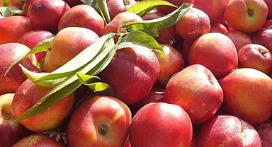 Damarlara stent etkisi veren meyve hangisi? Kalbin dostu olan bu besin damarları nasıl açıyor?