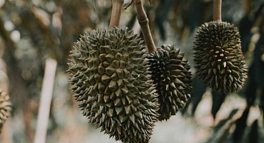 Durian Meyvesi Nedir ve Yetiştiriciliği Nasıl Yapılır?