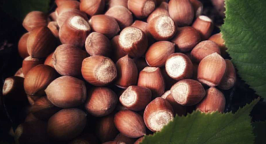 Fındık Toplama Makinesi Nasıl Çalışır? Nasıl Kullanılır?