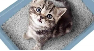 Kedi Kumu Fiyatları Ne Kadar Oldu? En Ucuz ve En Çok Tercih Edilen Kedi Kumları Hangileri?