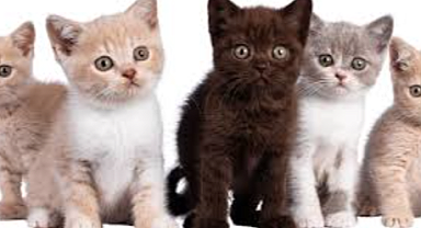 Kedi Maması Fiyatları Ne Kadar?