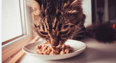 Kedi maması fiyatları ne kadar oldu? En ucuz ve en pahalı mama hangisi?