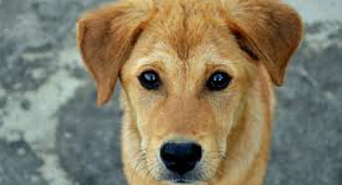 Köpek Maması Fiyatları 2025'te Ne Kadar Oldu?
