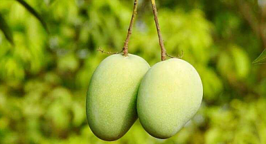 Mango Yetiştiriciliği Nasıl Yapılır? İşte Adım Adım Rehber