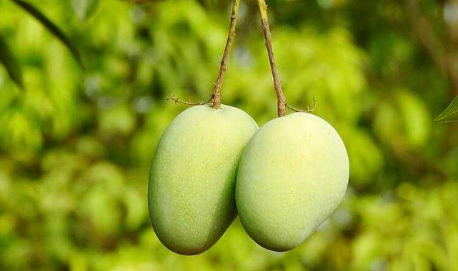 Mango Yetiştiriciliği Nasıl Yapılır? İşte Adım Adım Rehber