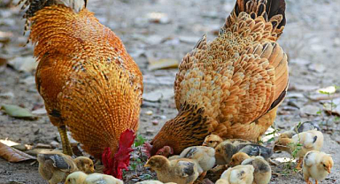 Tavuk Kaç Günde ve Nasıl Yumurtlar?