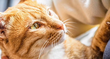 Terapi kedileri neden köpekler kadar popüler olmaya başladı?