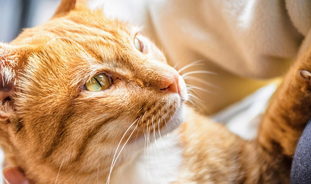 Terapi kedileri neden köpekler kadar popüler olmaya başladı?