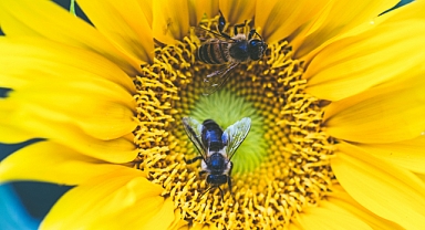 Bee Population Collapse Accelerates: What Does It Mean for Global Food Security?