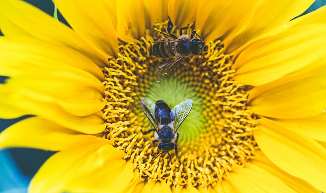 Bee Population Collapse Accelerates: What Does It Mean for Global Food Security?