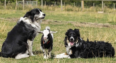 **İki Çoban Köpeğinin Evlat Edindiği Minik Keçi Yavrusu Hayata Tutundu! Doğduğunda dışlanan 'Lil' şimdi bir köpek gibi büyüyor**