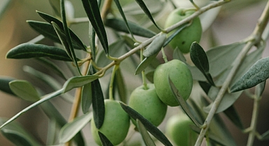 Zeytinde 