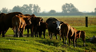 Besi yemi fiyatları ne kadar, 50 kilogram besi yemi kaç para, Bir çuval yem ne kadar 2025, Tarım Kredi besi yemi fiyatı ne kadar, 14 protein besi yemi fiyatları ne kadar? 8 Aralık 2025