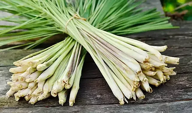 Derde deva limon otu: Asya Mutfağının Gizli Cevheri Limon Otuyla Tanışın!