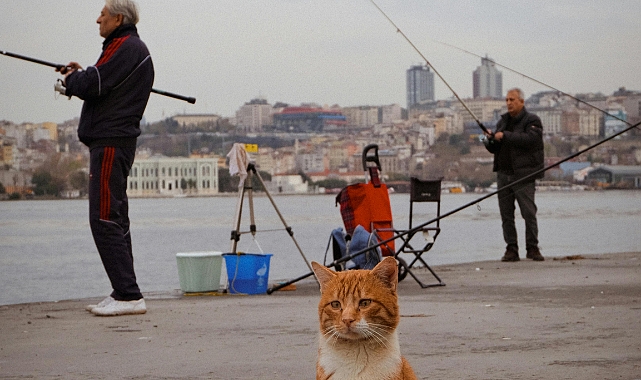 Türkiye'de İl Olmaya Aday İlçeler Listesi Güncellendi: İşte 2025'in Şanslı ilçeleri