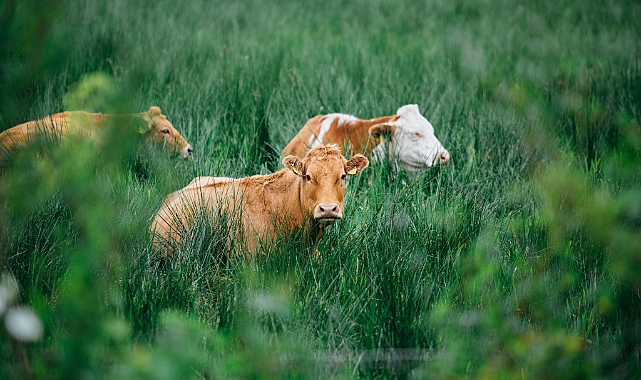 Simmental Fleckvieh: İki Dünyanın En İyisi Tek Bir Irkta