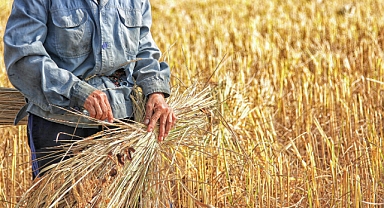 Tarladaki Yeşil Bilmece: Buğday, Arpa ve Çavdarı Ayırt Etmenin Yolları