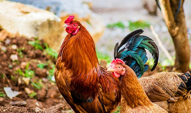Horoz Tavuk mudur? Tavuk Horoz Olabilir mi? Bilimsel Gerçekler ve Nadir Görülen Cinsiyet Değişimi