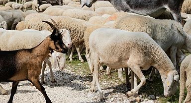 Keçi mi, Koyun mu? İşletmeniz İçin En Doğru Seçimi Yapın