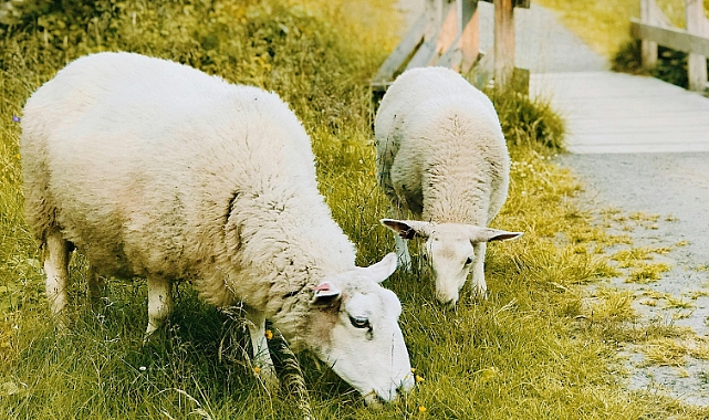 Koyunlarda Üreme, Gebelik ve Emzirme: Adım Adım Besleme Rehberi
