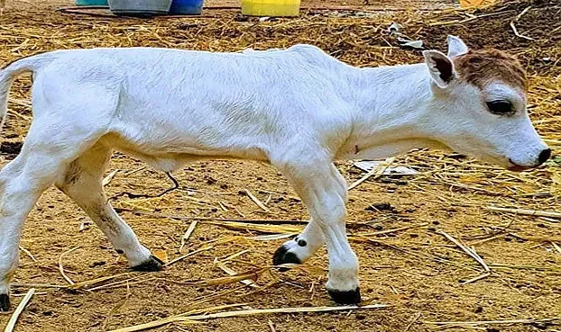 Punganur İneği: Dünyanın En Küçük Dev Mirası ve Korunma Mücadelesi