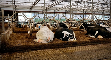 Serbest Duraklı Ahır Nedir? Adım Adım Modern Ahır Planlama Rehberi
