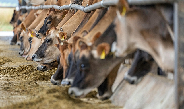 Süt Üreticisinin Korkulu Rüyası: Mastitis Belirtilerini Erken Teşhis Etme Rehberi