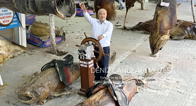 Bir deniz sevdalsının kurduğu Türkiye'nin İlk ve Tek Deniz canlıları Müzesi: Tarihi Bir Misyon