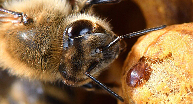 Arıların Gizli Düşmanı Varroa Nedir? Kovanları Kurtarmak İçin Varroa Mücadelesi Nasıl Yapılmalıdır?