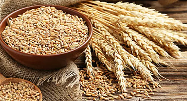 Ekmeklik Buğday Fiyatları Bugün Ne Kadar Oldu? Ticaret Borsasında Buğday Kilogram Fiyatı Neden Yükseliyor?