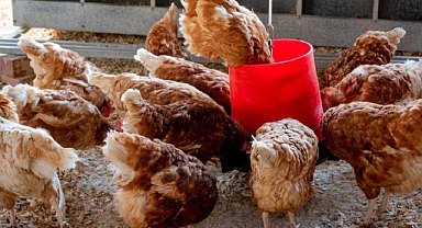 Tavuk Yemi Çeşitleri Nelerdir? Verimi Artıran Etlik ve Yumurtalık Besleme Yöntemleri Nasıl Olmalı?