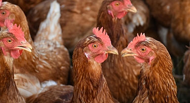 2026 Güncel Tavuk ve Yarka Fiyatları: Yumurta Üreticileri İçin Bahar Fırsatları Başladı!