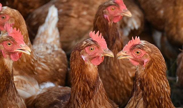 2026 Güncel Tavuk ve Yarka Fiyatları: Yumurta Üreticileri İçin Bahar Fırsatları Başladı!