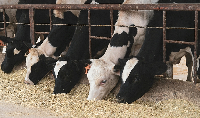 2026 Güncel Yem Fiyatları: Mısır Silajı, Yonca ve Saman Piyasasında Son Durum