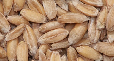 Kırmızı Ekmeklik Buğday Fiyatlarında Son Durum. 9 Nisan 2026 Borsada KG Fiyatı Kaç TL Oldu, Protein Oranı Verimi Nasıl Etkiliyor? İşte Güncel Rakamlar!