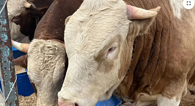 Kurban Pazarları İçin Takvim Belli Oldu: Kurban Satışları Ne Zaman Başlayacak?