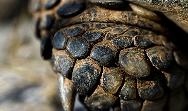 Pangolin Pulları: Doğal Zırh mı, Yoksa İnsan Batıl İnançlarının Kurbanı mı?