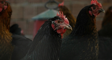 Ayam Cemani: Kümes Hayvanlarının Lamborghini’si ve Simsiyah Genetiğin Sırrı