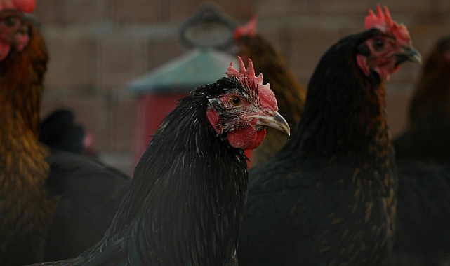 Ayam Cemani: Kümes Hayvanlarının Lamborghini’si ve Simsiyah Genetiğin Sırrı